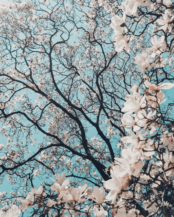 Japan by Meric Dagli on Unsplash