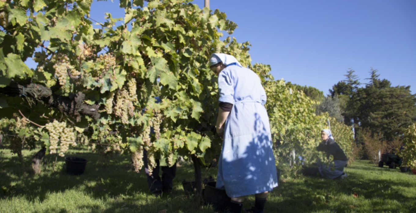 Trappiste di Vitorchiano al lavoro