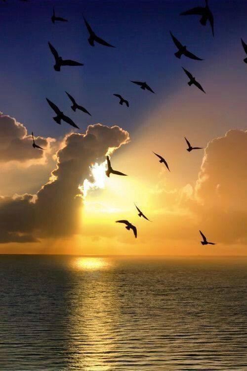 tramonto mare uccelli