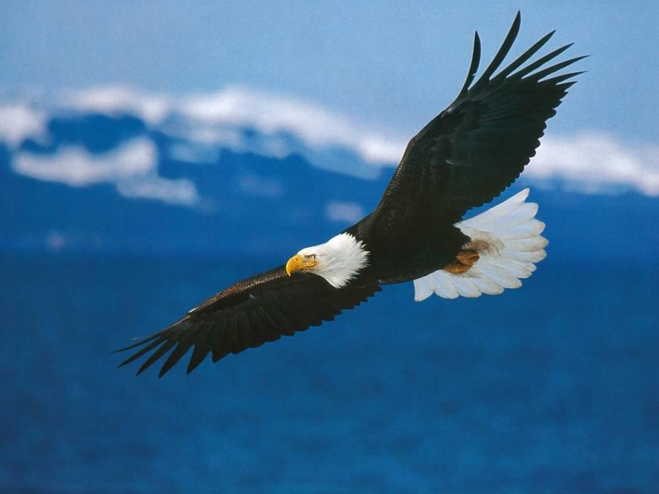 aquila