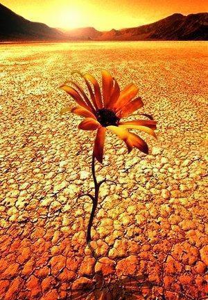 desert flower