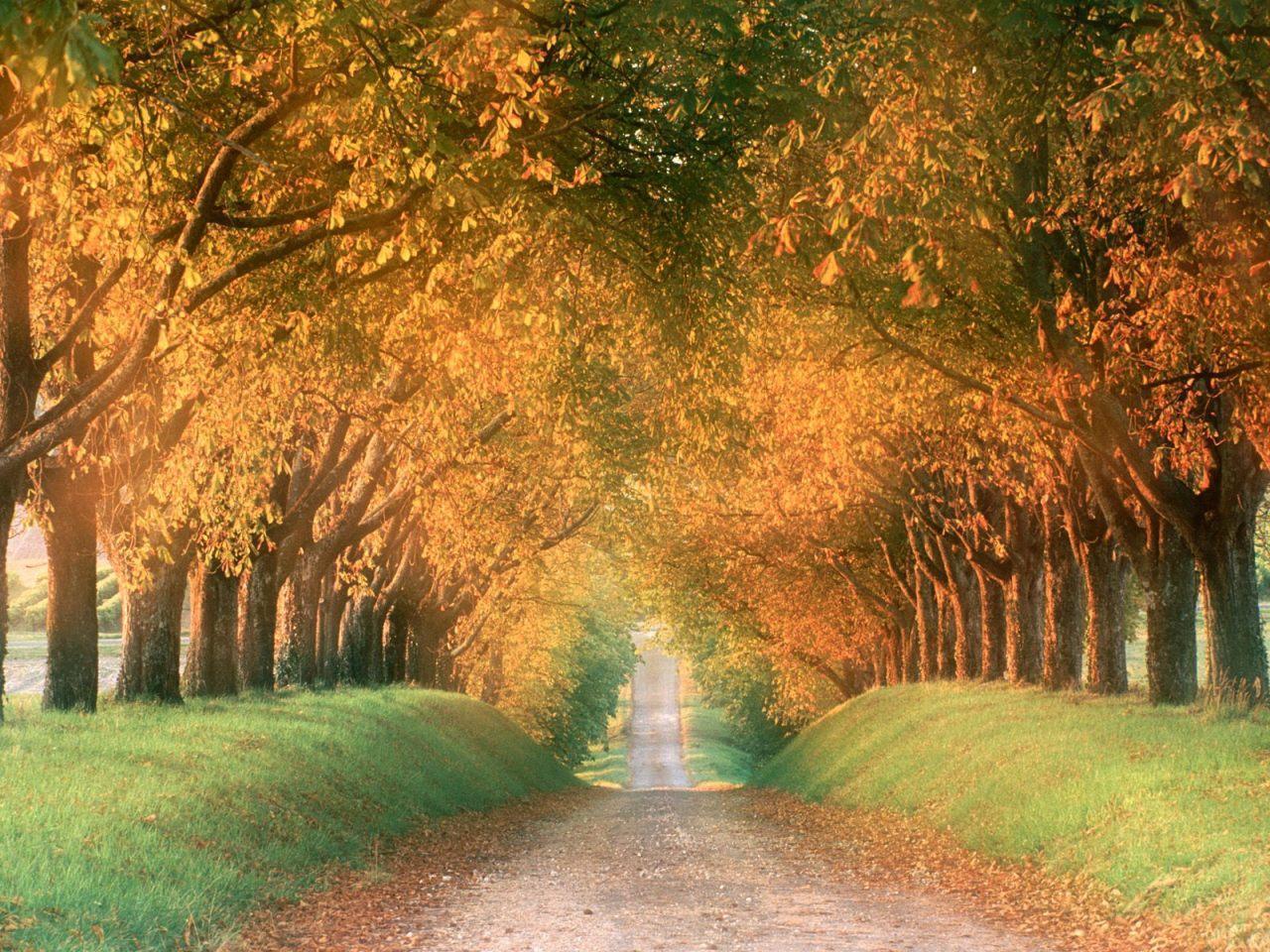 autumn-road-cognac-region-france-il-cammino.jpg